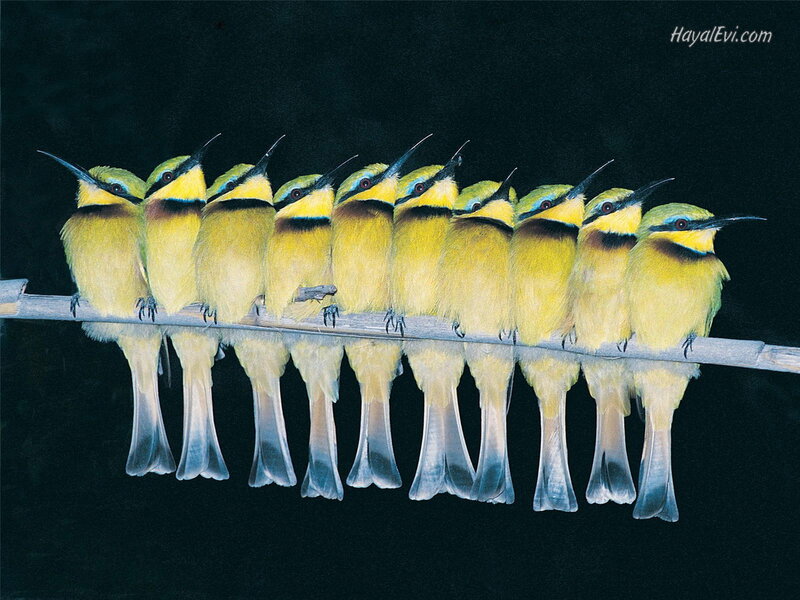 Yellow Bee-eaters on Branch — Calm