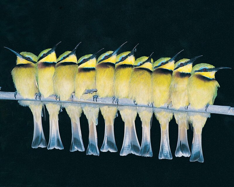 Yellow Bee-eaters on Branch