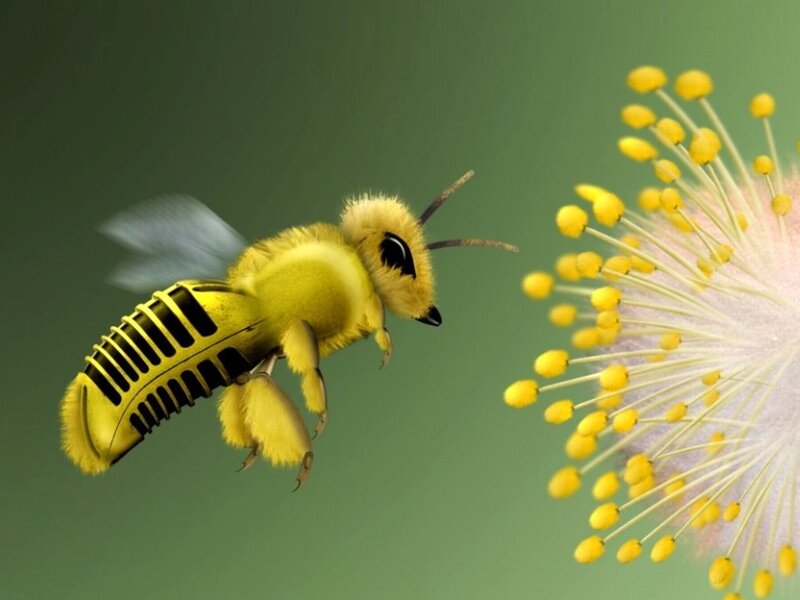 Yellow Bee Flying