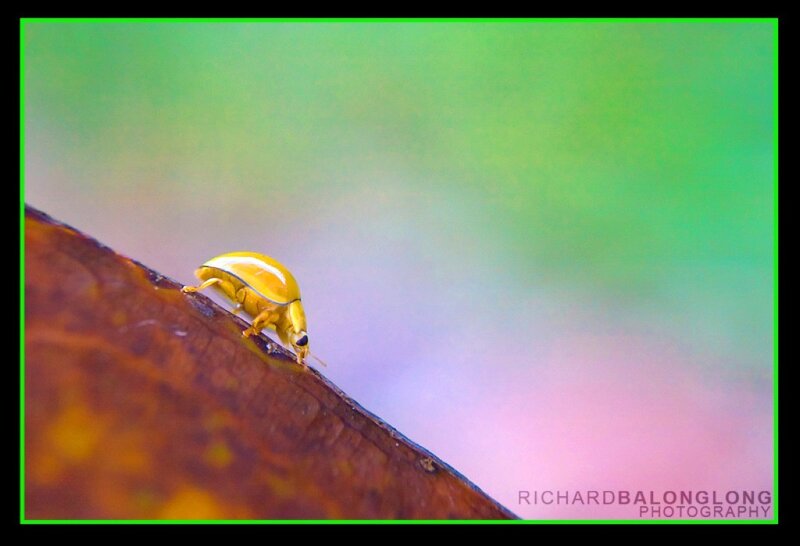 Yellow beetle on a leaf