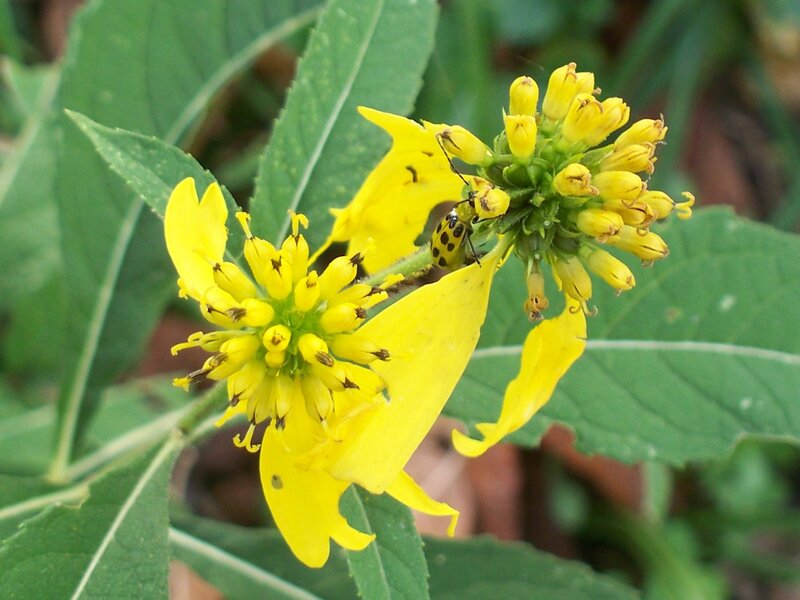 Yellow Beetle on Flower