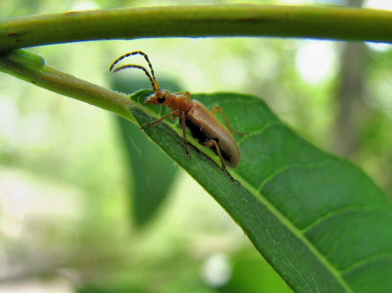 Yellow Beetle on Leaf