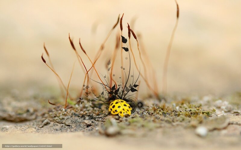 Yellow beetle on mossy ground