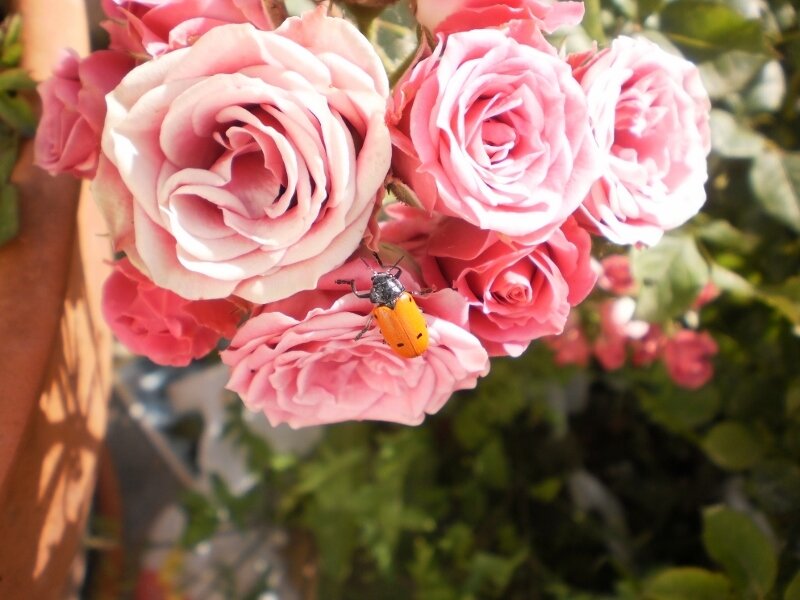 Yellow Beetle on Pink Roses