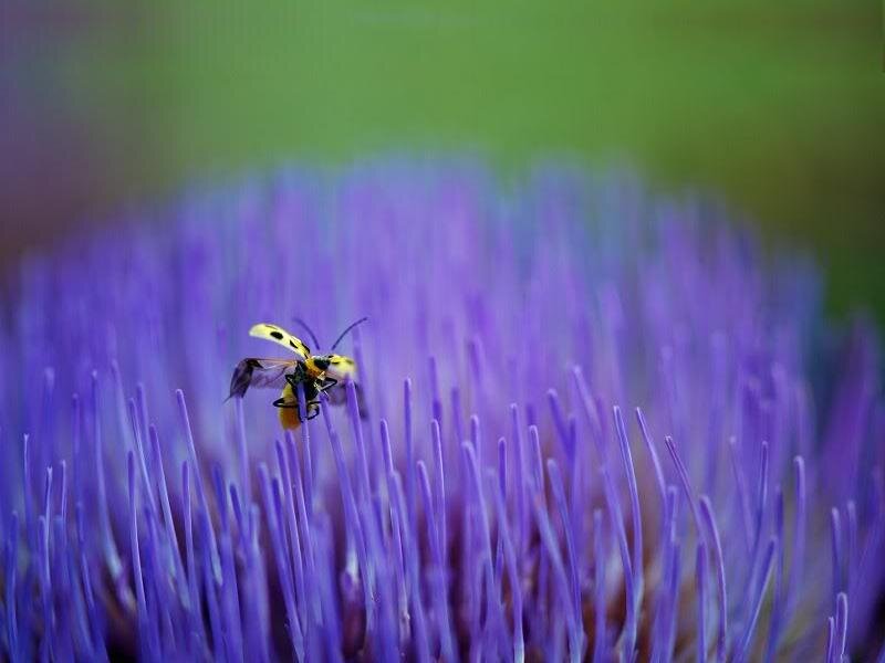 Yellow Beetle on Purple Flower