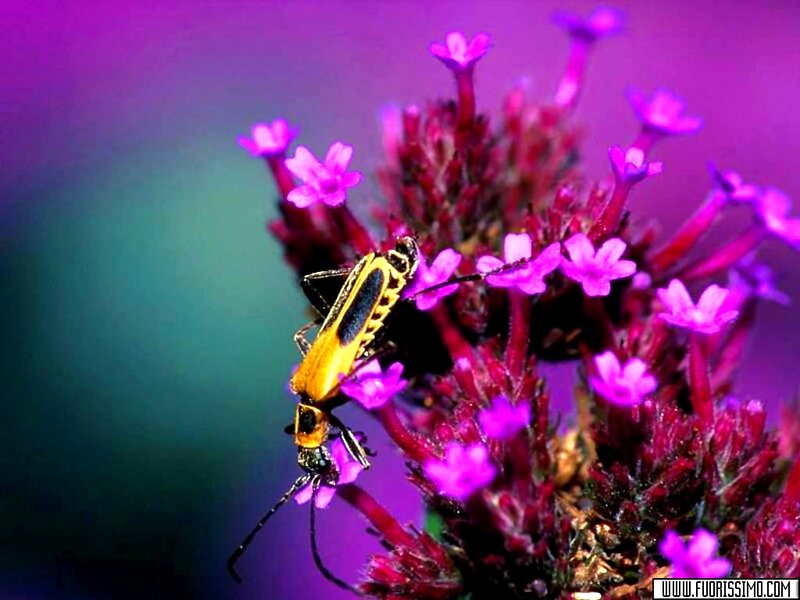 Yellow Beetle on Purple Flower — Vibrant
