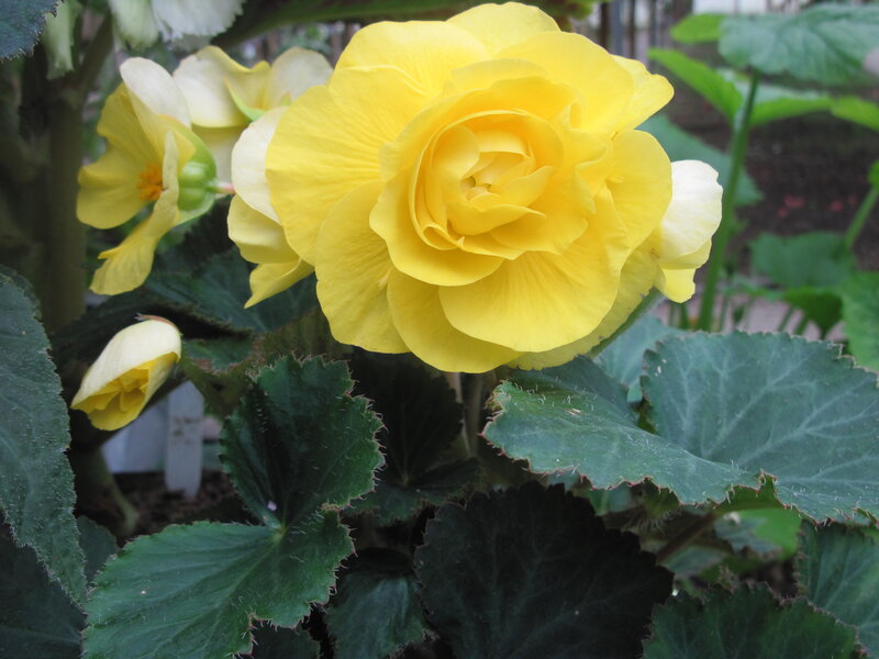 Yellow Begonia Flower — Calm, Afternoon