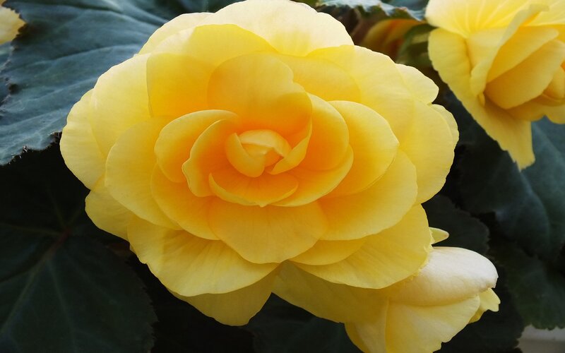 Yellow Begonia Flower — Calm, Photograph, Leaf