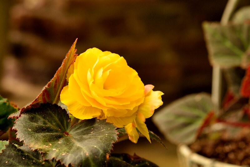 Yellow Begonia Flower — Calm, Photograph, Leaves, Pot