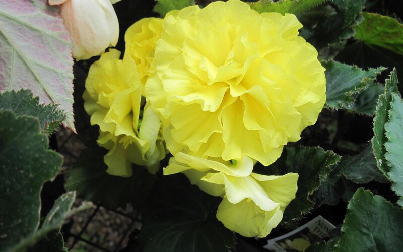 Yellow Begonia Flower — Calm, Photograph, Leaves, Tag