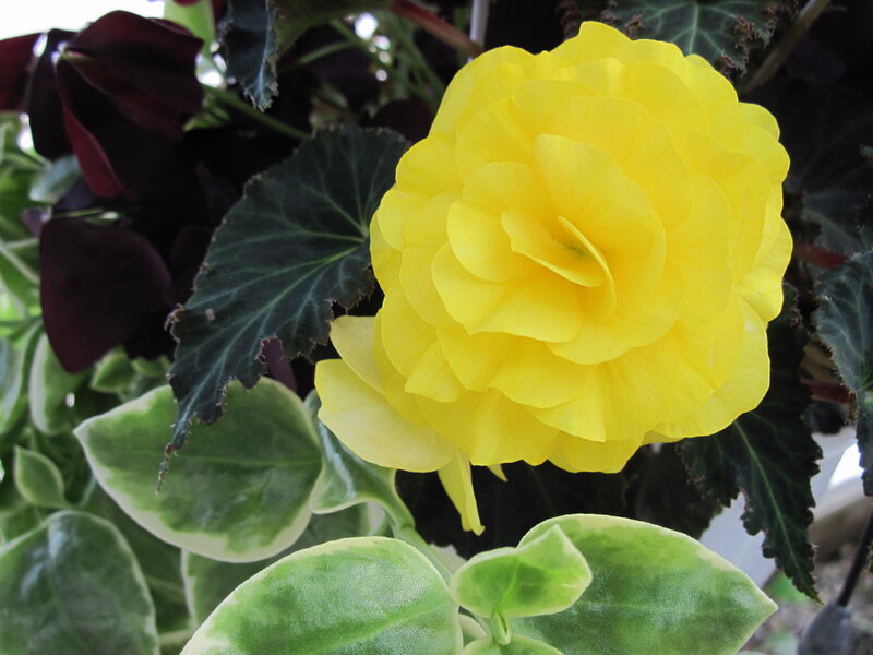 Yellow Begonia Flower — Calm, Photograph