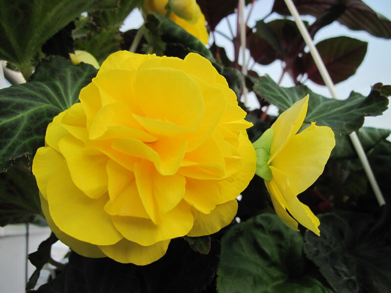 Yellow Begonia Flower — Calm