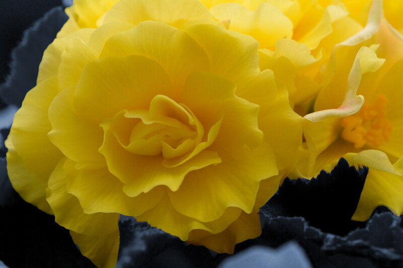 Yellow Begonia Flower — Dramatic