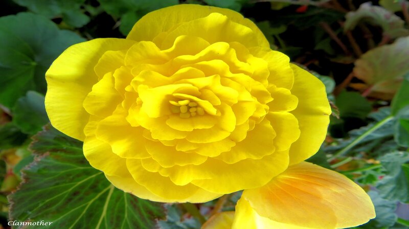Yellow Begonia Flower — Serene, Afternoon