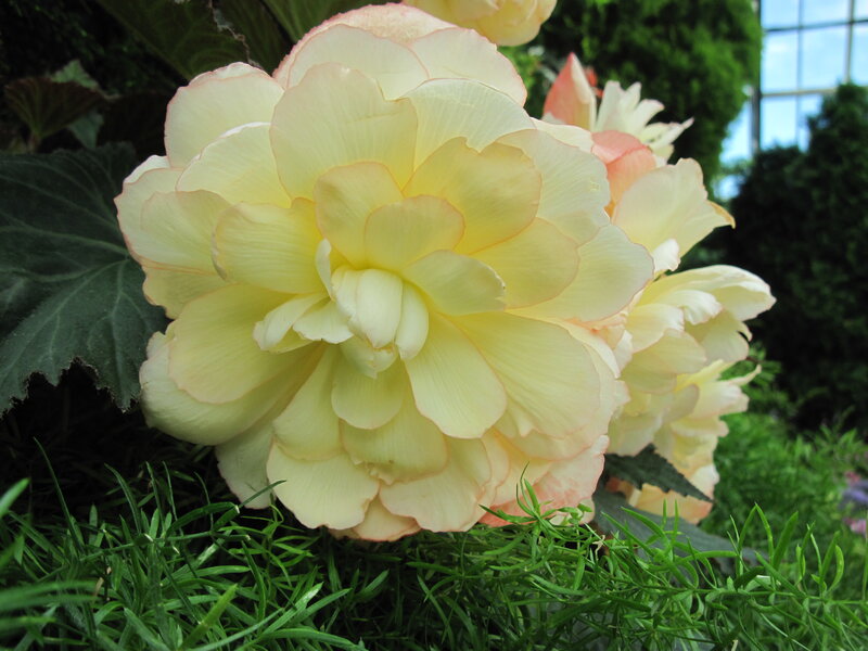 Yellow Begonia Flower — Serene