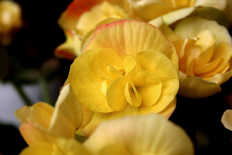 Yellow Begonia Flower