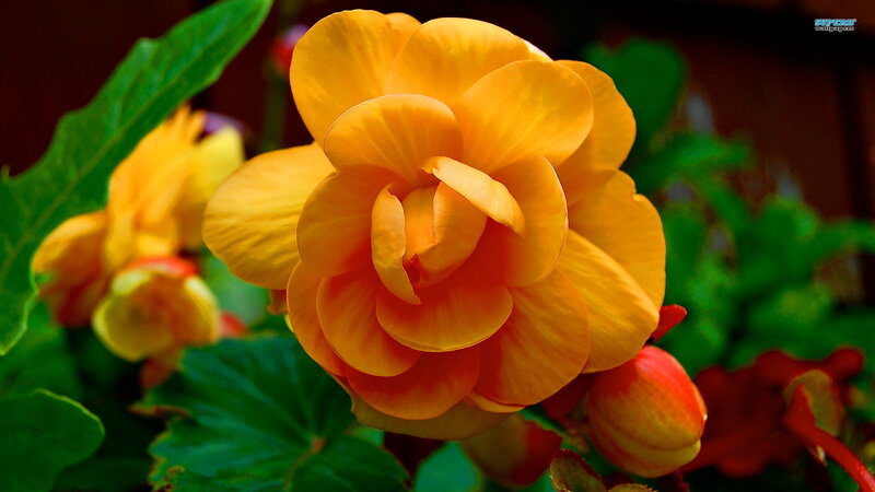 Yellow Begonia Flower — Vibrant, Photograph