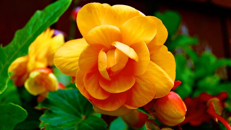 Yellow Begonia Flower — Vibrant