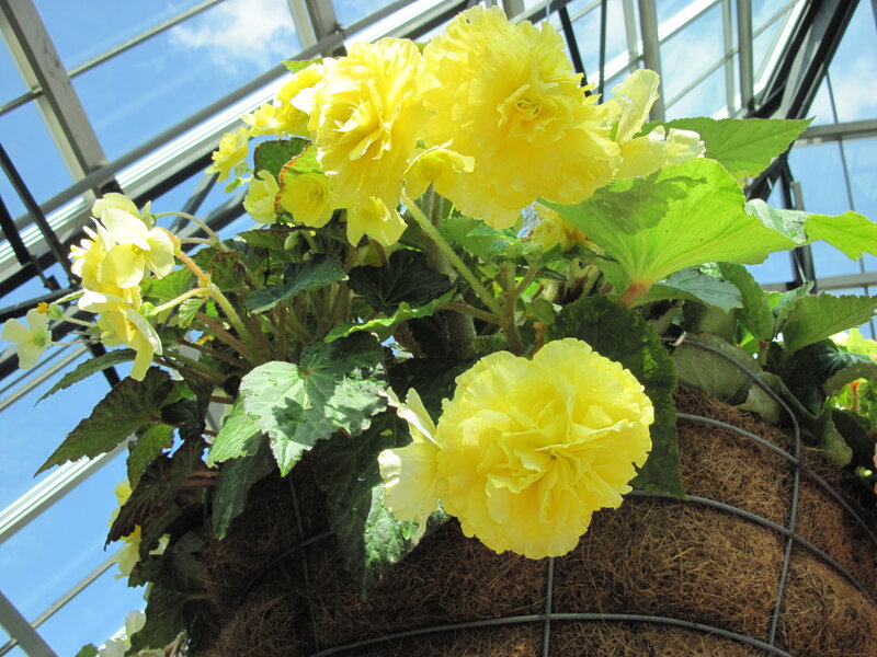 Yellow Begonia Flowers — Bright