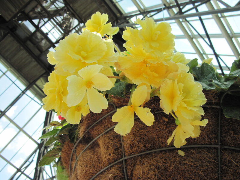 Yellow Begonia Flowers — Calm, Afternoon, Photograph