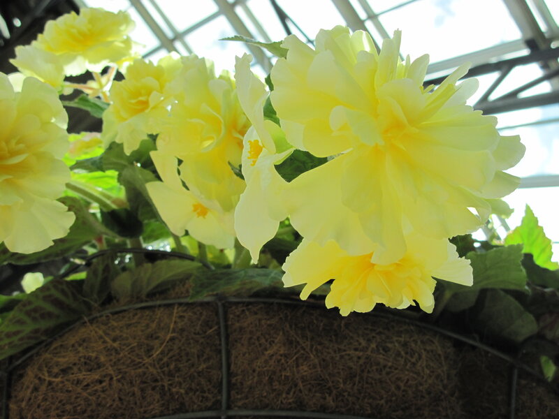 Yellow Begonia Flowers — Calm, Afternoon