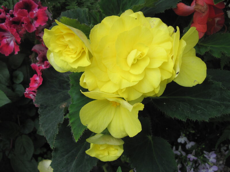 Yellow Begonia Flowers — Calm, Photograph