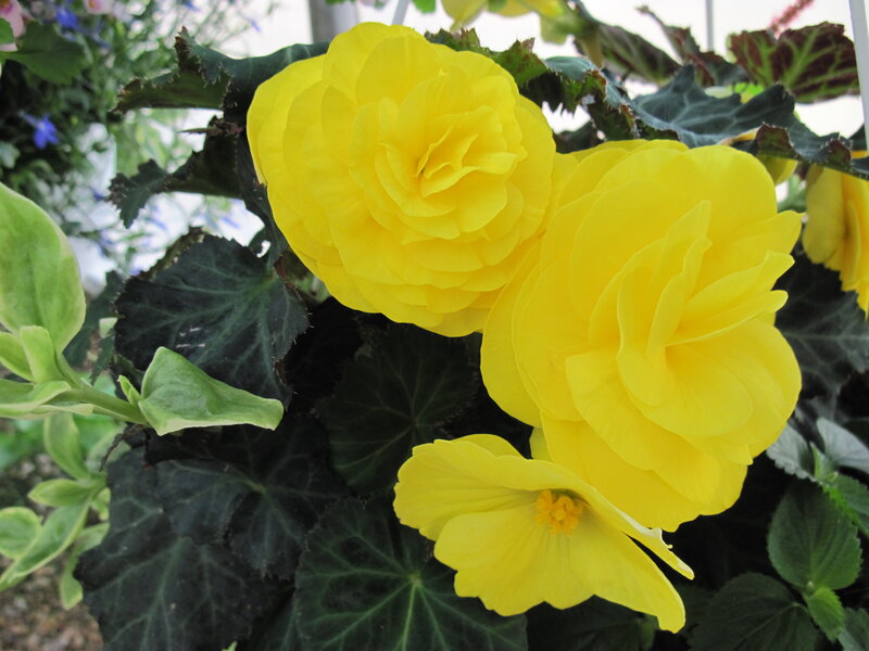 Yellow Begonia Flowers — Calm
