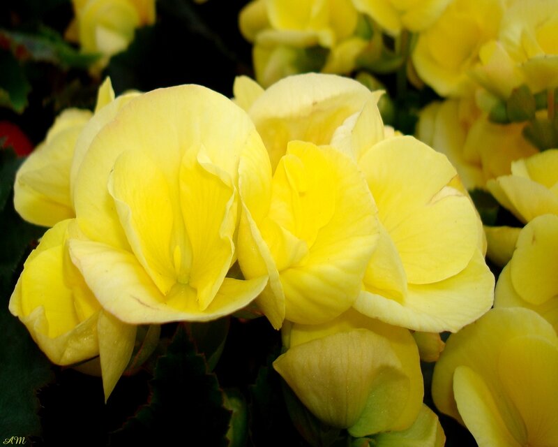 Yellow begonia flowers in bloom