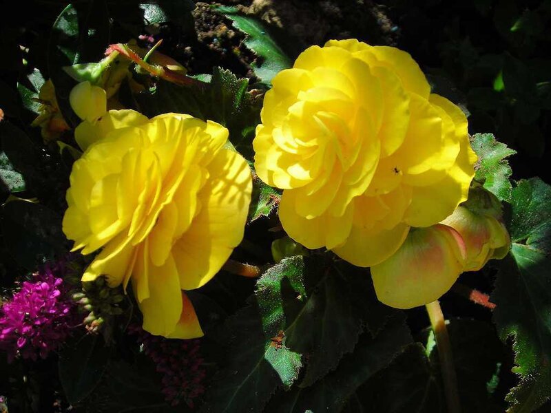 Yellow Begonia Flowers — Natural