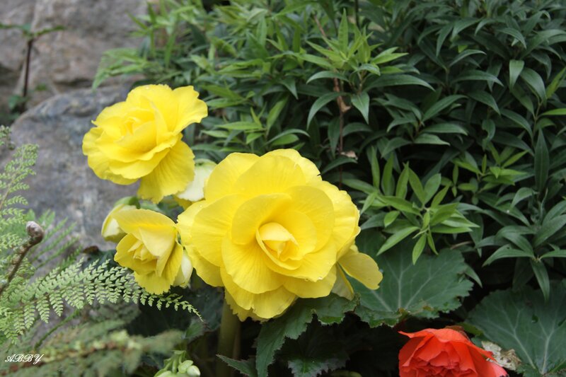 Yellow Begonia Flowers — Serene, Afternoon