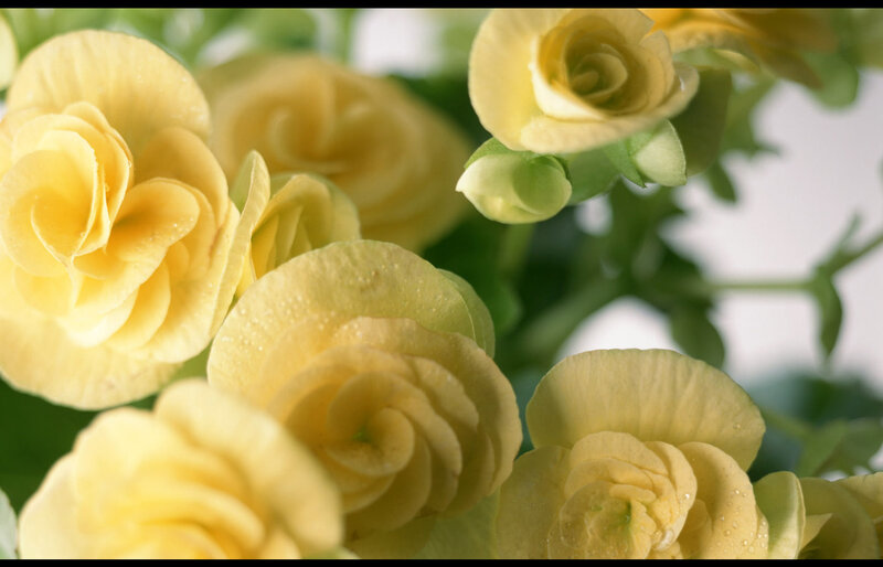 Yellow Begonia Flowers — Serene
