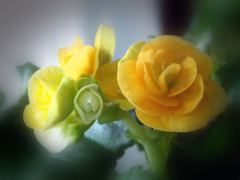 Yellow Begonia Flowers