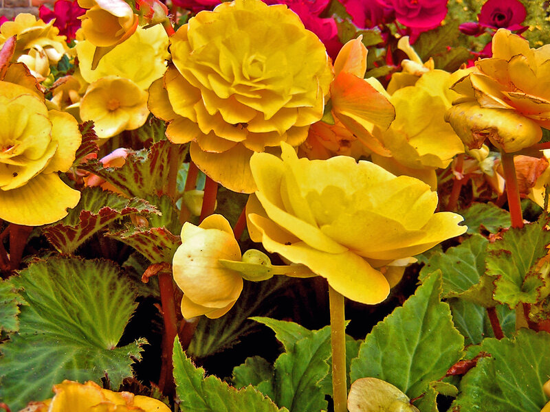 Yellow Begonia Flowers — Vibrant