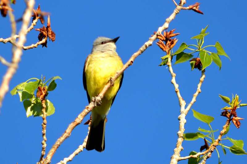 Yellow-bellied Flycatcher — Blue