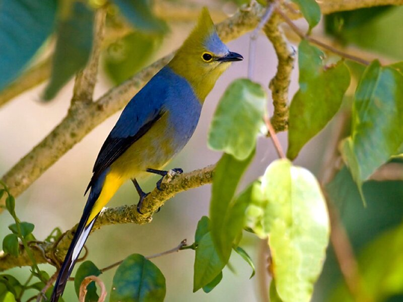 Yellow-bellied Flycatcher
