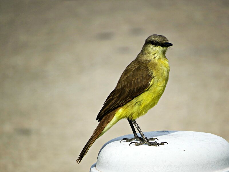 Yellow-bellied Flycatcher — Yellow, Calm