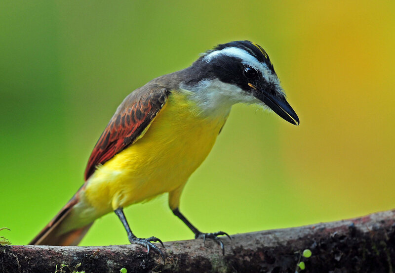 Yellow-bellied Flycatcher — Yellow