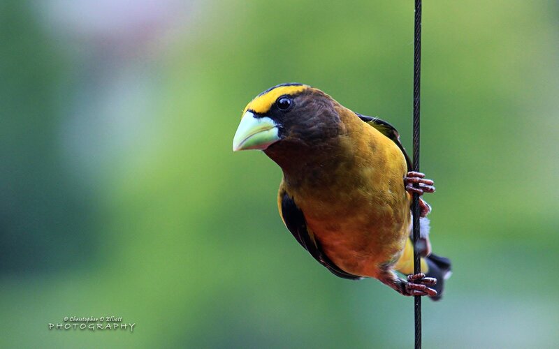 Yellow-bellied Grosbeak — Green