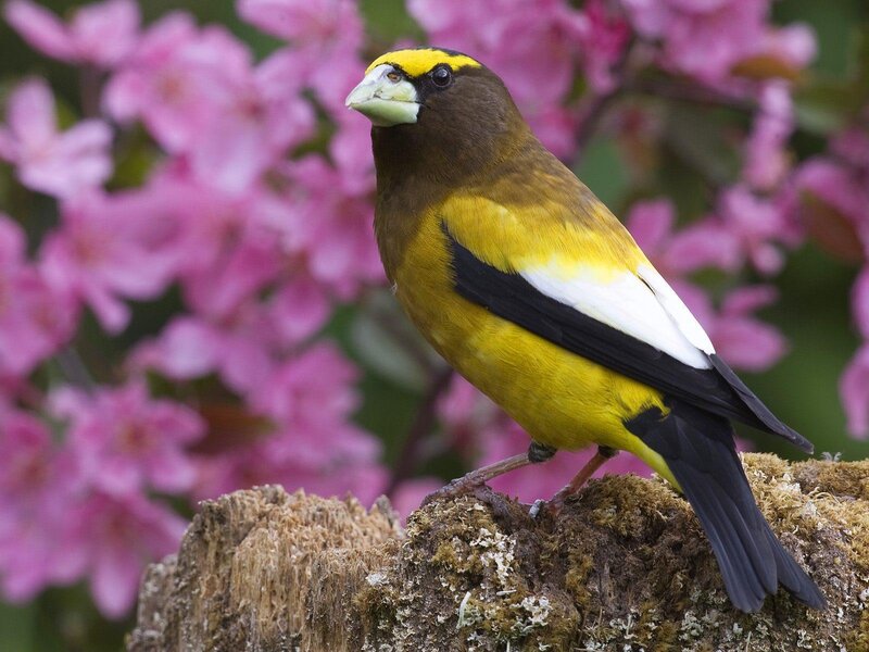 Yellow-bellied Grosbeak