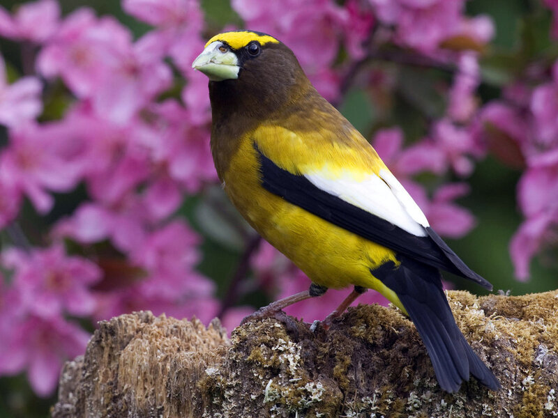 Yellow-bellied Grosbeak — Yellow