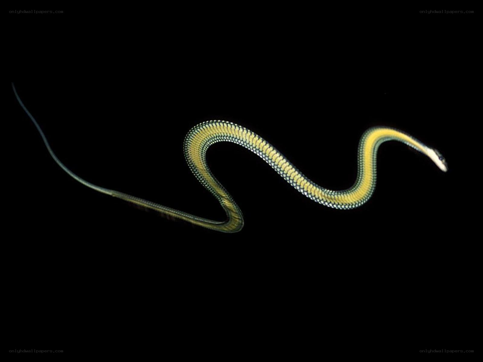 yellow-bellied sea snake