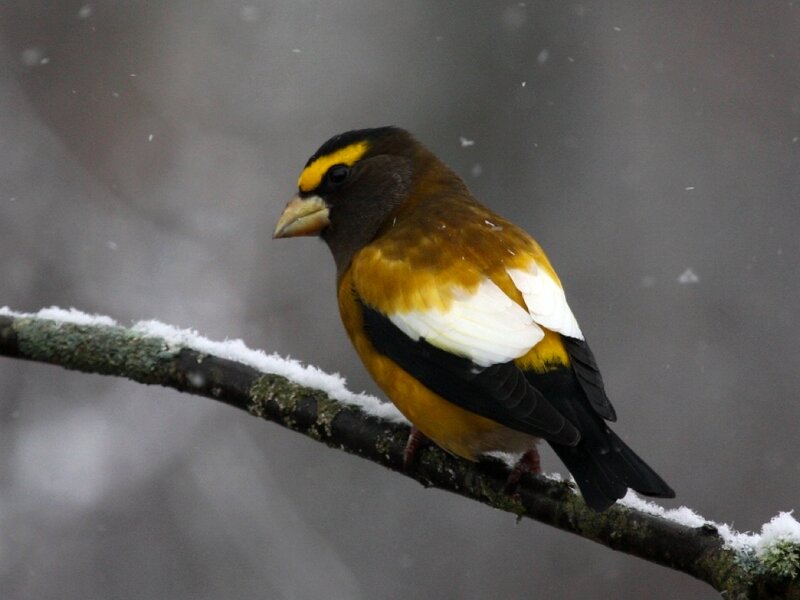 Yellow-bellied Siskin