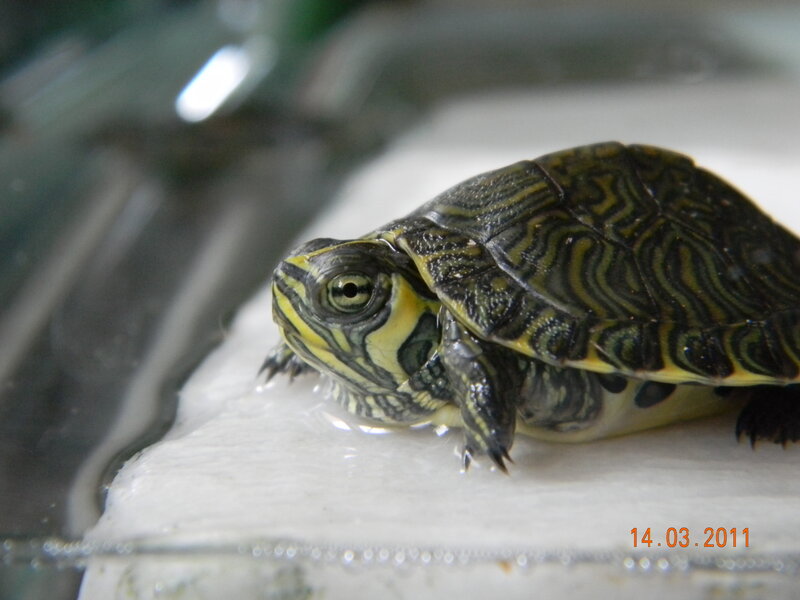 Yellow-bellied Slider Turtle