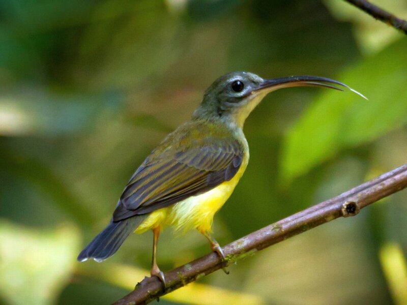 Yellow-bellied Sunbird