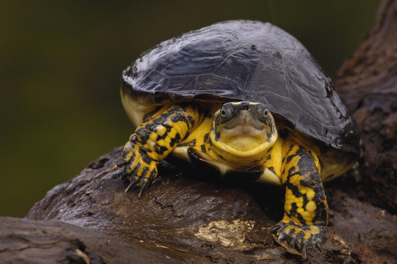 Yellow-bellied turtle on log