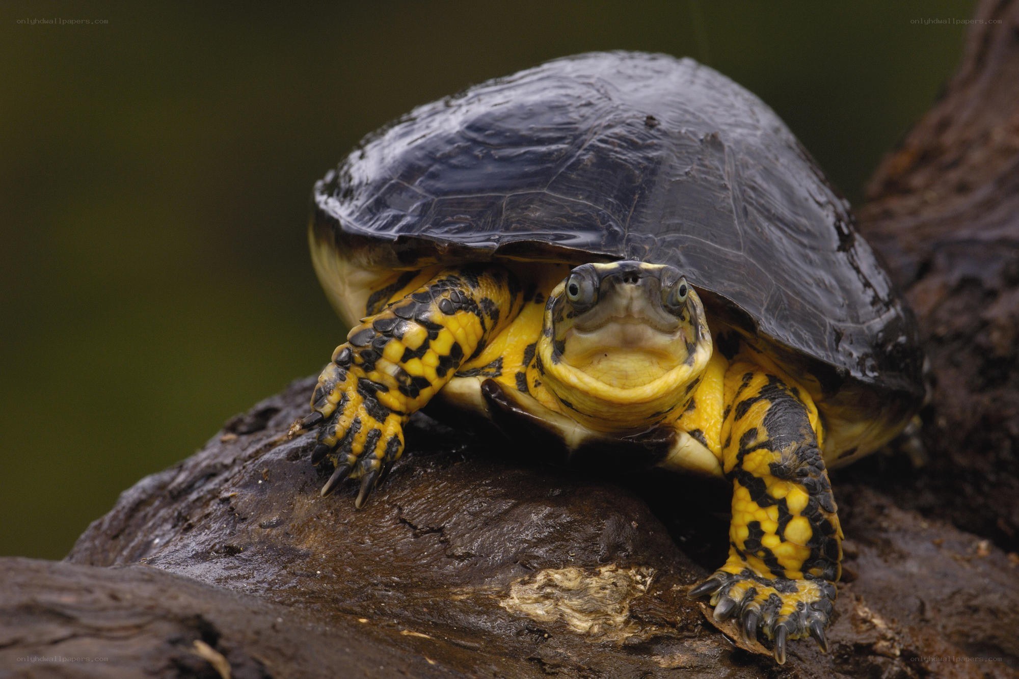 Yellow-bellied turtle on log
