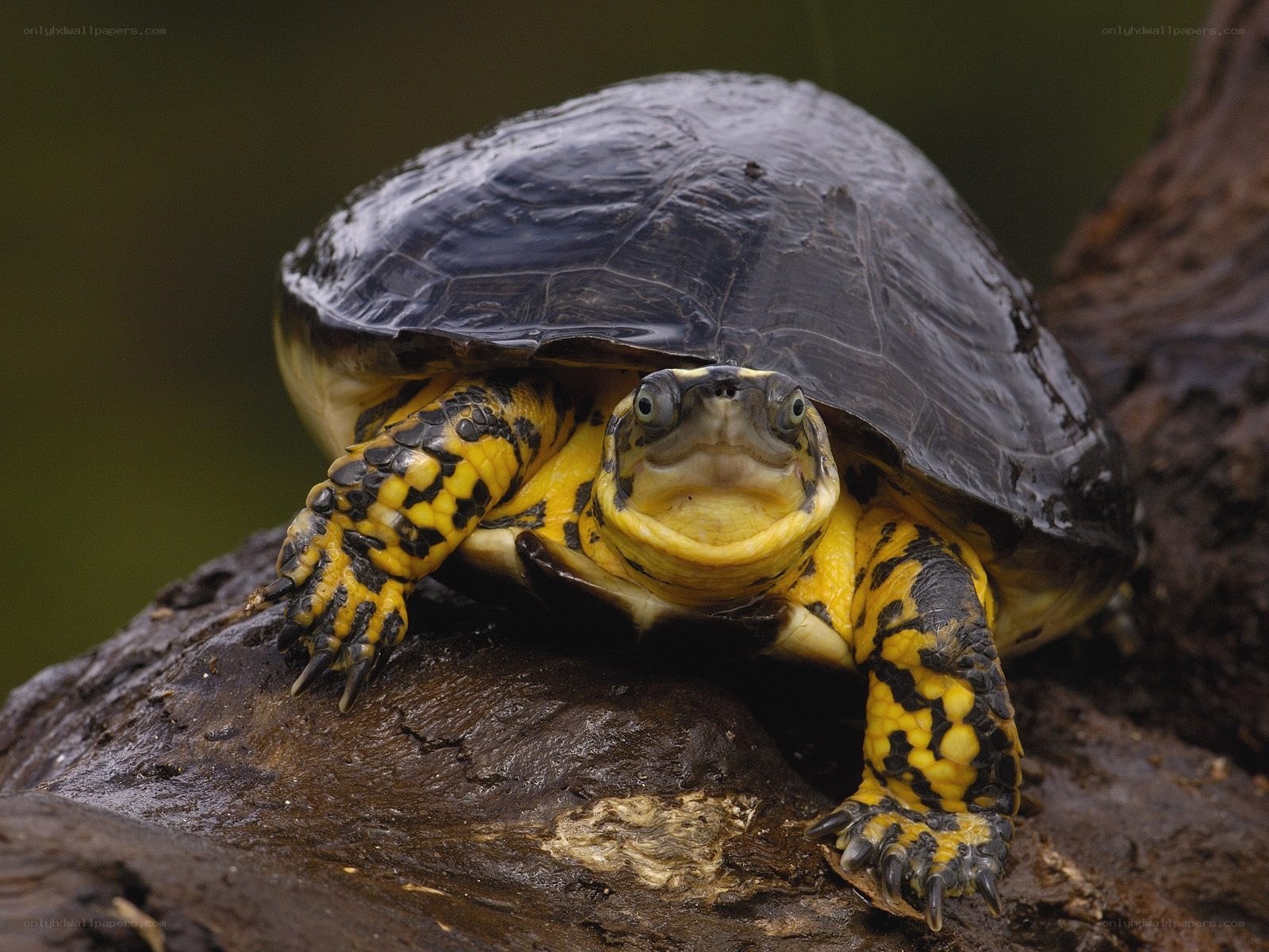 Yellow-bellied turtle on log