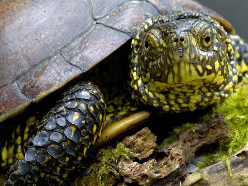 Yellow-bellied Turtle