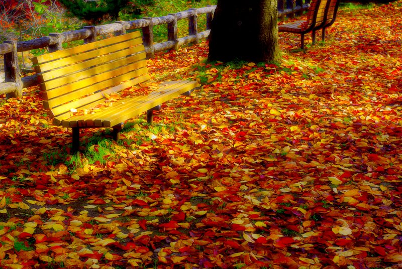 Yellow Bench in Autumn