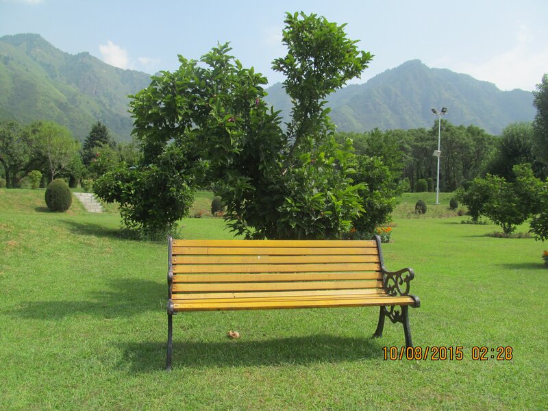 Yellow Bench in Park — Green